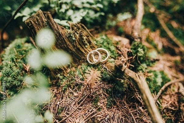 Obraz wedding rings in a pine forest