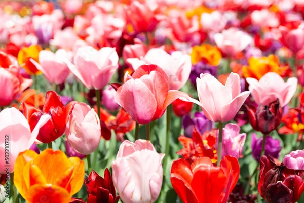 Obraz 素敵なチューリップ畑