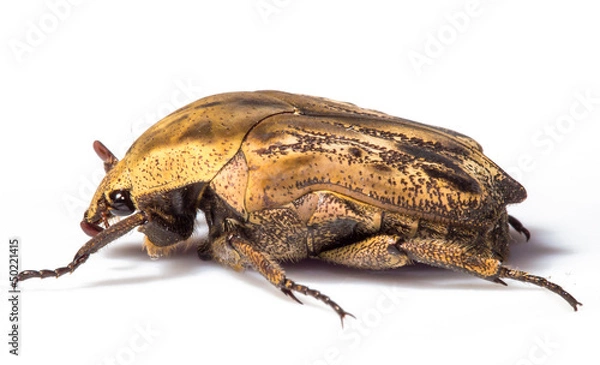 Obraz Golden Beetle