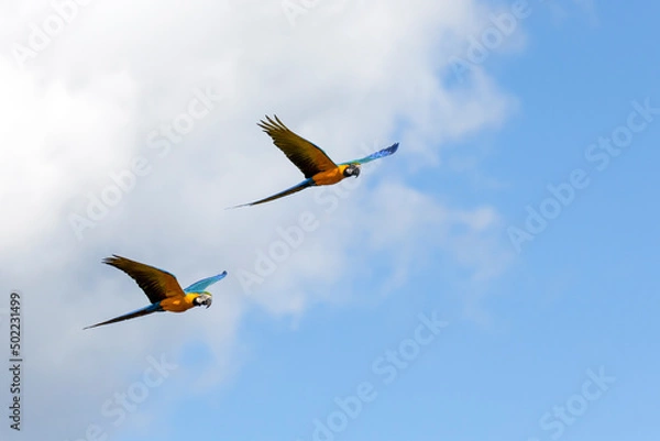 Fototapeta A couple of Blue-and-yellow Macaws in flight.  Species Ara ararauna also know as Arara Canide. It is the largest South American parrot. Birdwatching. Bird lover. Birding.