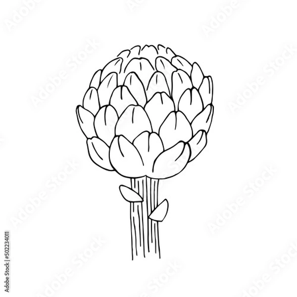 Fototapeta Artichoke hand drawn sketch vector doodle illustration. Green vegetables healthy food clipart