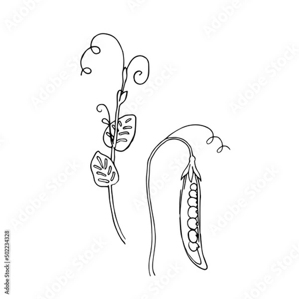 Fototapeta Green pea hand drawn sketch vector doodle illustration. Green vegetables healthy food clipart