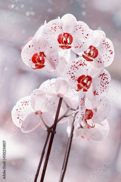 Obraz Kwiaty - storczyk