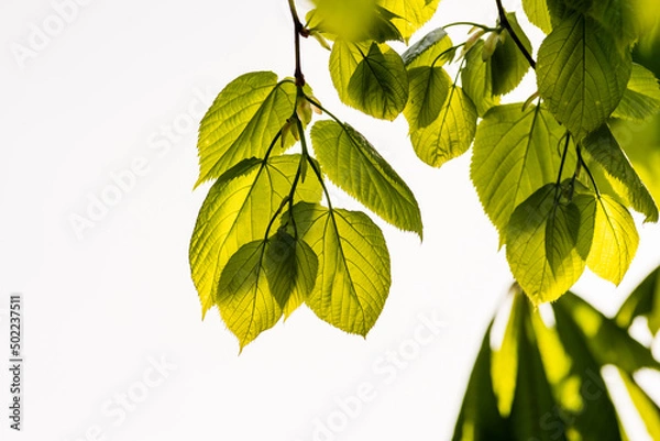 Fototapeta A branch of lime tree. Green leaves of a linden tree. Tilia americana  in spring, fresh green leaves, natural white sky background