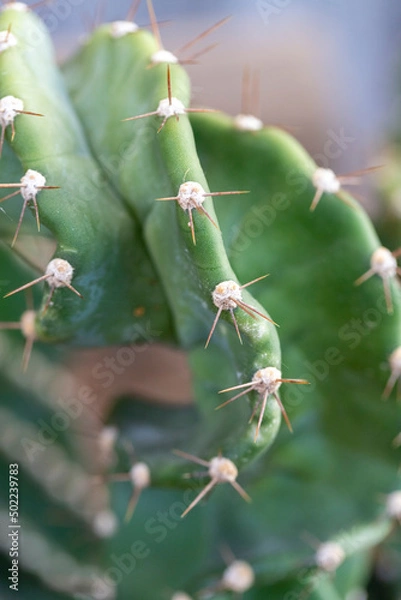 Fototapeta Cereus forbesii spiralis cactus of twisted column cactus