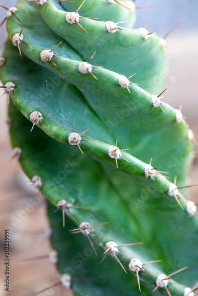 Fototapeta Cereus forbesii spiralis cactus of twisted column cactus