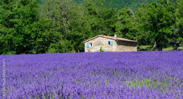 Fototapeta Lavandes de la drôme