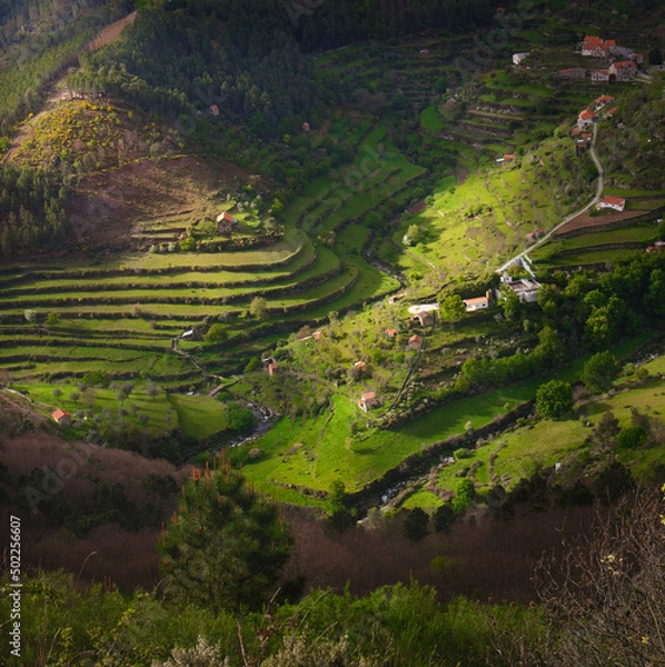 Obraz terraced fields in sun light