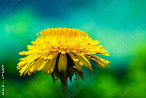 Obraz Żółty kwiat