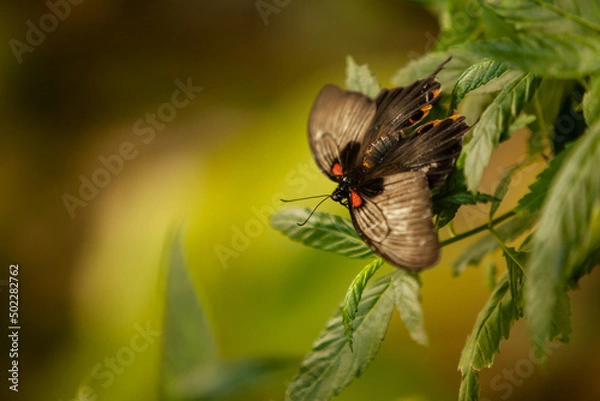 Obraz butterfly 