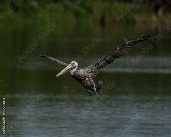 Obraz Brown Pelican Taking Flight