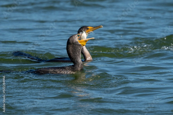 Obraz Cormorant Snacking