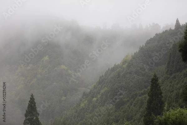 Obraz foggy mountain