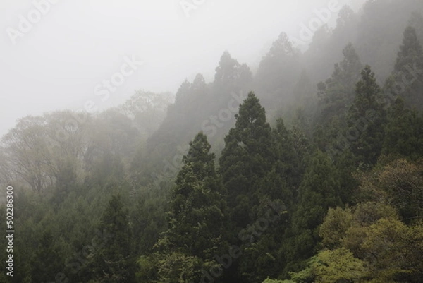 Obraz foggy mountain