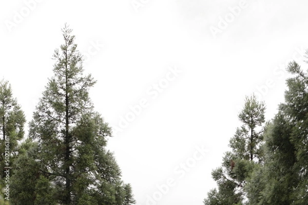 Obraz foggy mountain