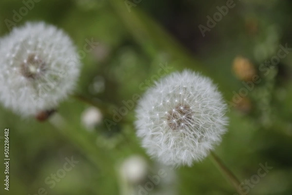 Fototapeta Dandelion fluff