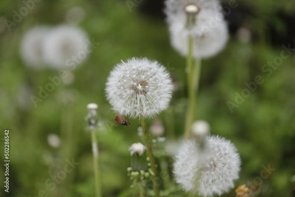 Fototapeta Dandelion fluff