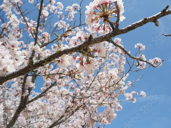 Obraz OLYMPUS DIGITAL CAMERA