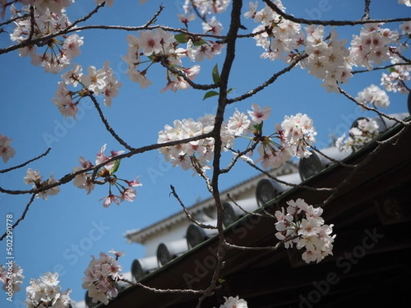 Obraz OLYMPUS DIGITAL CAMERA