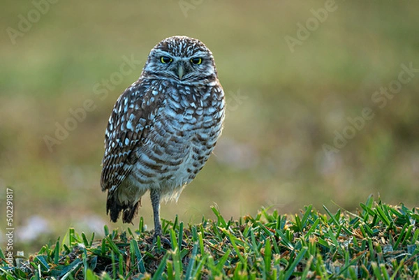 Obraz Cape Coral Burrowing Owl