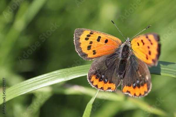 Fototapeta ベニシジミ