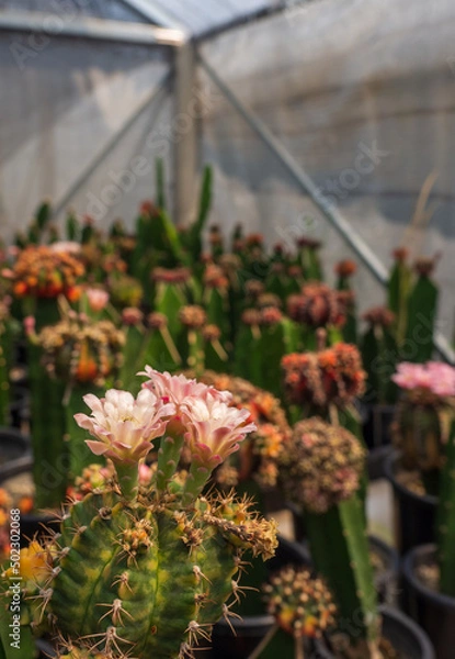 Fototapeta close up pink cactus blooming in the farm