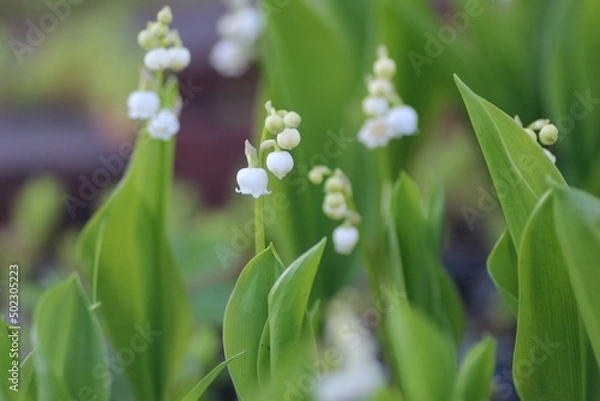 Fototapeta すずらん