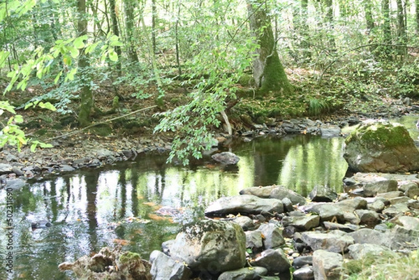 Fototapeta in the forest