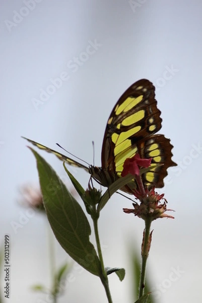Obraz Yellow Butterfly on Stem