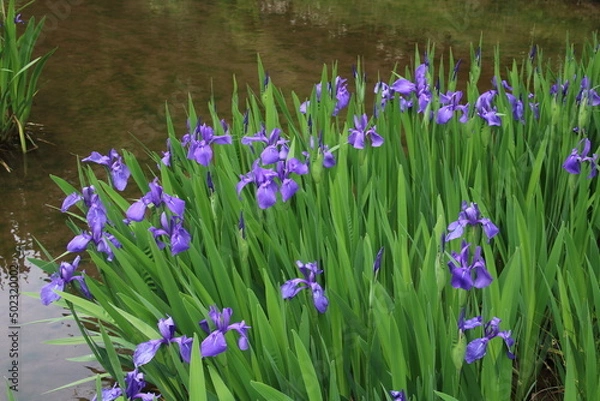 Fototapeta 花しょうぶ