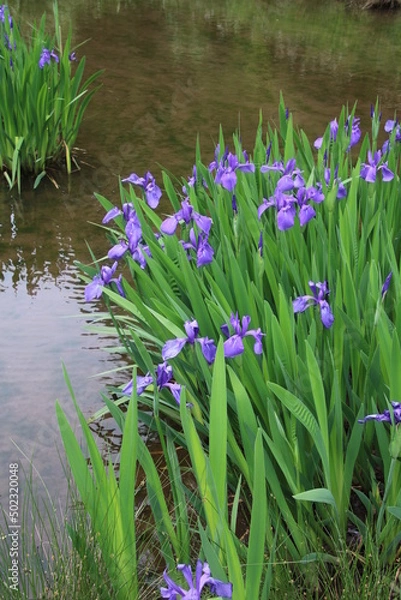 Fototapeta 花しょうぶ