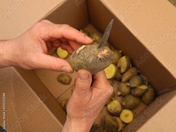 Obraz male hands hold seed potatoes with roots and a knife cut the vegetable into two parts, preparing potato seeds for planting in the garden plot, germinated potatoes for growing organic crops