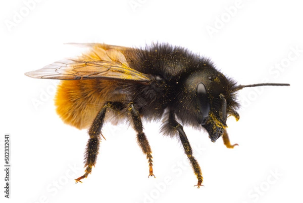 Obraz insects of europe - bees: macro side view of female Osmia cornuta European orchard bee (german Gehoernte Mauerbiene)  isolated on white background