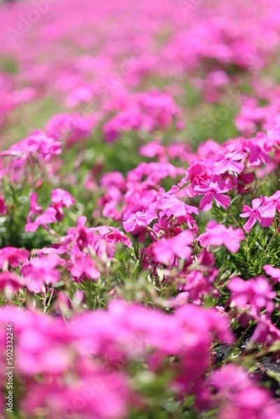 Obraz サクラソウ