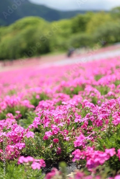 Obraz サクラソウ