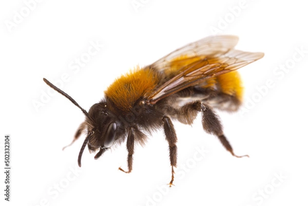 Obraz insects of europe - bees: side view of female tawny mining bee ( Andrena fulva german Rotpelzige Sandbiene)  isolated on white background