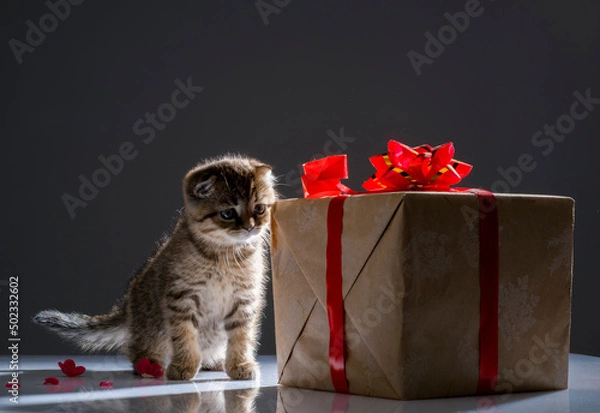Fototapeta British kitten plays with a gift box on a gray background