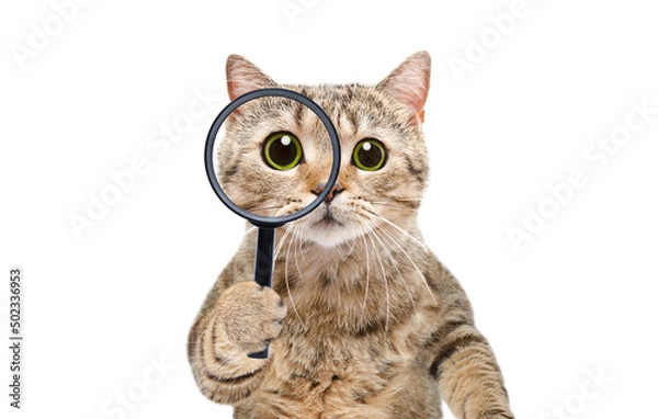 Obraz Portrait of a funny curious cat scottish straight looking through a magnifying glass isolated on a white background