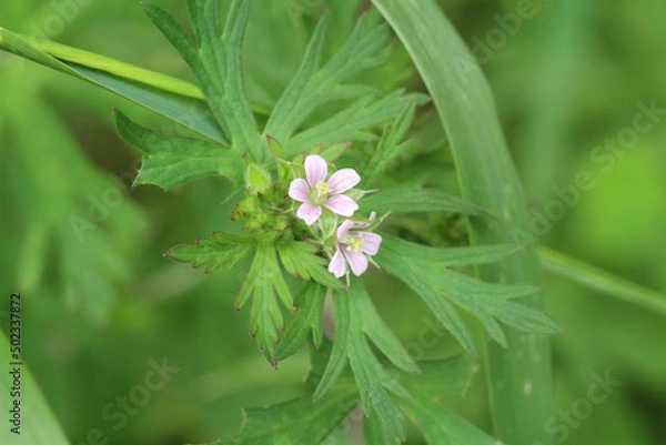 Obraz 緑茂る中に緑色に赤い縁取りのある複数の葉の真ん中に咲く二輪の薄ピンクのアメリカフウロのやや引いた画像