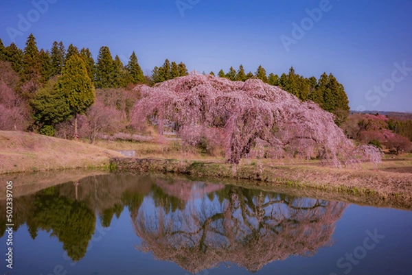 Obraz Cherry Blossom Reflection