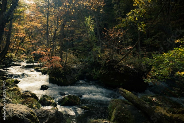 Obraz Autumn Leaves and Streams