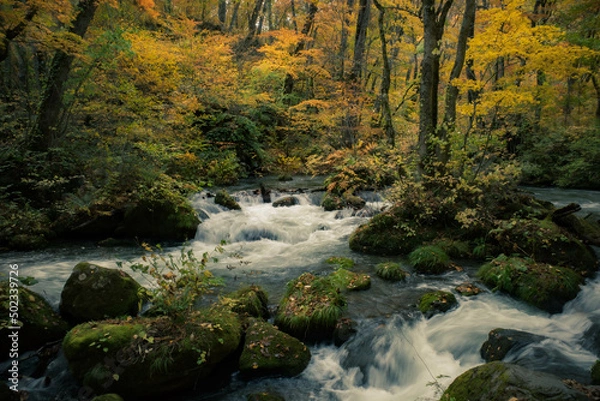 Obraz Autumn Leaves and Streams
