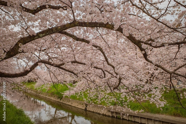 Obraz cherry blossom in spring