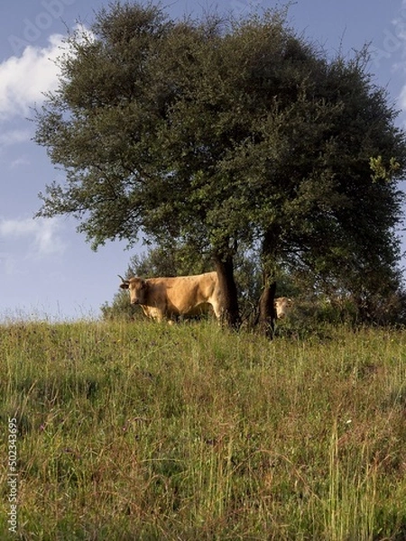 Obraz cow staring at camera in the field during springtime