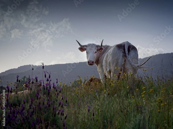 Obraz OLYMPUS DIGITAL CAMERA