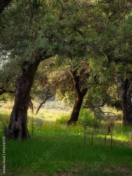 Obraz Lonely chair under olive tree in springtime