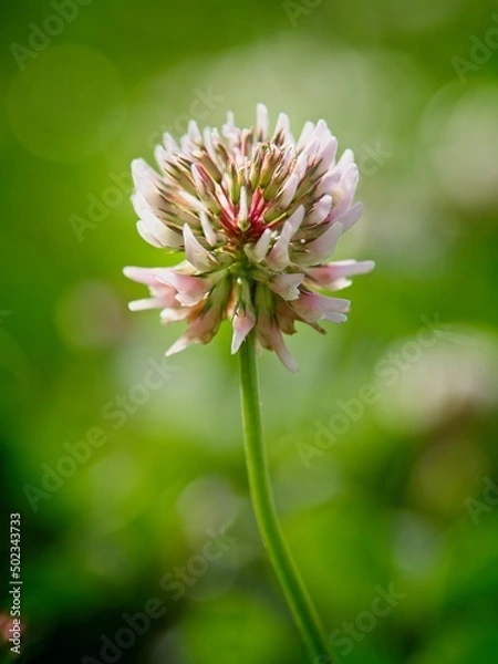 Obraz Beautiful wild flowers in Springtime