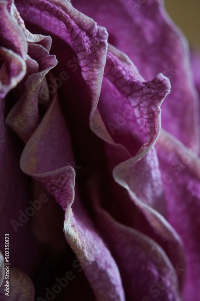 Fototapeta Dry Rose flower fragment, macro shot