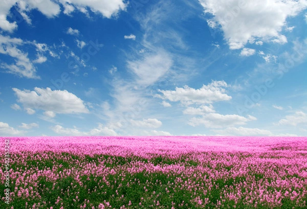 Obraz Spring flower field