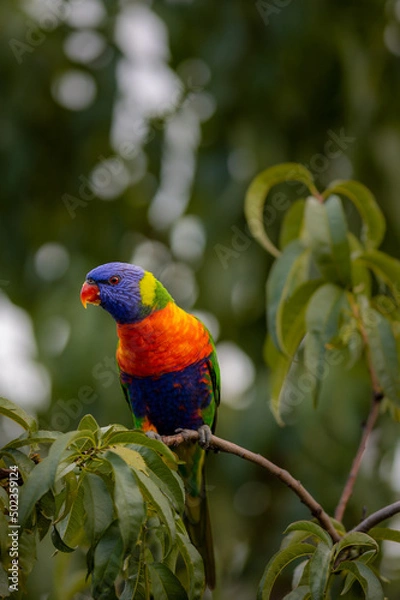Fototapeta Brightly colored Rainbow lorikeet (Trichoglossus moluccanus) perched on a branch with vegetation in the background.